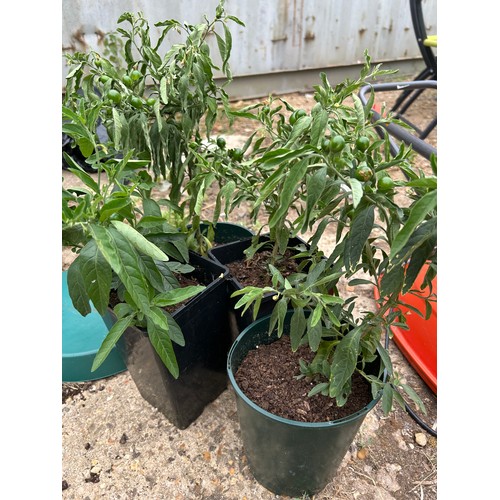 410A - 4 X WINTER CHERRY PLANTS