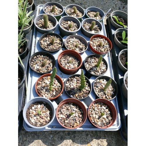 255 - TRAY OF 18 X CACTI