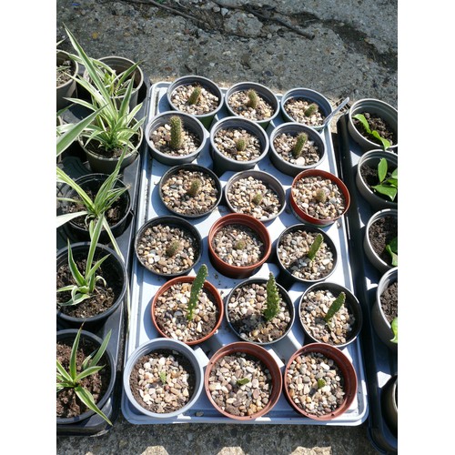 255 - TRAY OF 18 X CACTI