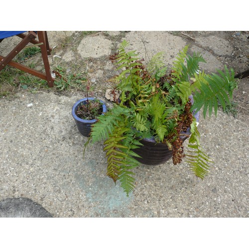 410 - A SELECTION OF FERNS IN A LARGE PURPLE GLAZED CERAMIC PLANT POT PLUS A SMALLER MATCHING ONE