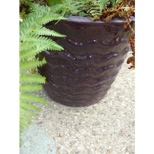 410 - A SELECTION OF FERNS IN A LARGE PURPLE GLAZED CERAMIC PLANT POT PLUS A SMALLER MATCHING ONE