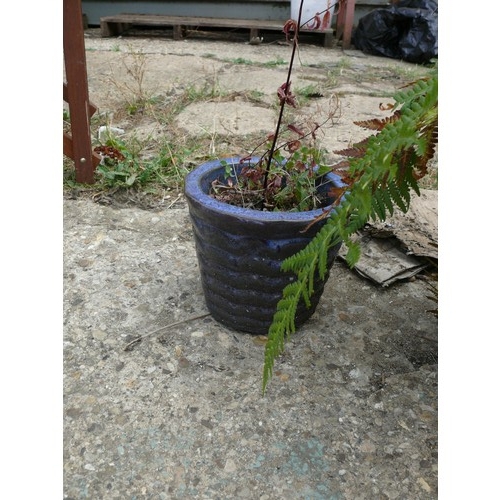 410 - A SELECTION OF FERNS IN A LARGE PURPLE GLAZED CERAMIC PLANT POT PLUS A SMALLER MATCHING ONE