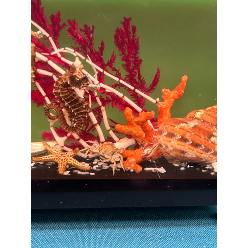 11 - 1960's Lucite sealife diorama with sea horses, seaweed & shells. 9cm x 14cm