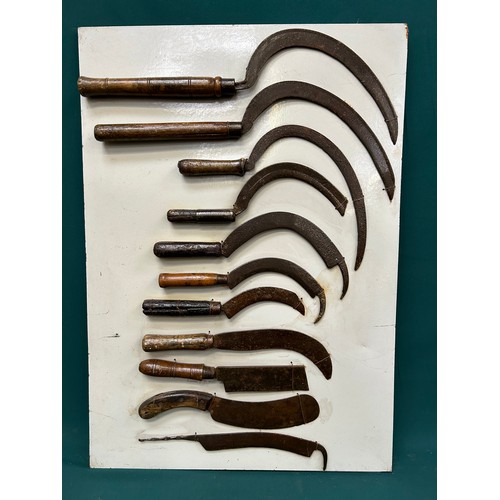 381 - Display board with collection of vintage hand tools including sickles, beet knives etc