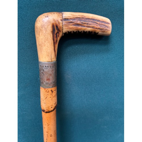 323A - Edwardian bamboo walking stick with antler horn handle and silver plate collar