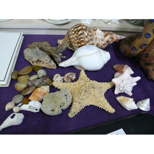 78 - LARGE TRITON SHELL HORN, CONCH SHELL, STAR FISH,  AND OYHERS PLUS SELECTION OF POLISHED PEBBLES