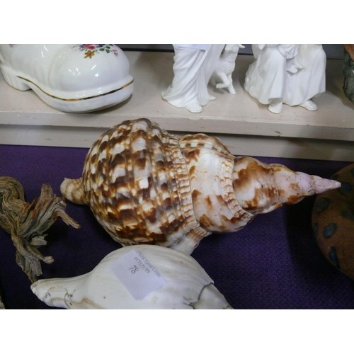 78 - LARGE TRITON SHELL HORN, CONCH SHELL, STAR FISH,  AND OYHERS PLUS SELECTION OF POLISHED PEBBLES