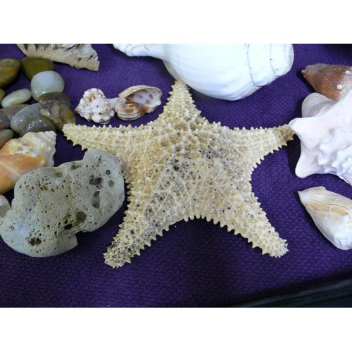 78 - LARGE TRITON SHELL HORN, CONCH SHELL, STAR FISH,  AND OYHERS PLUS SELECTION OF POLISHED PEBBLES