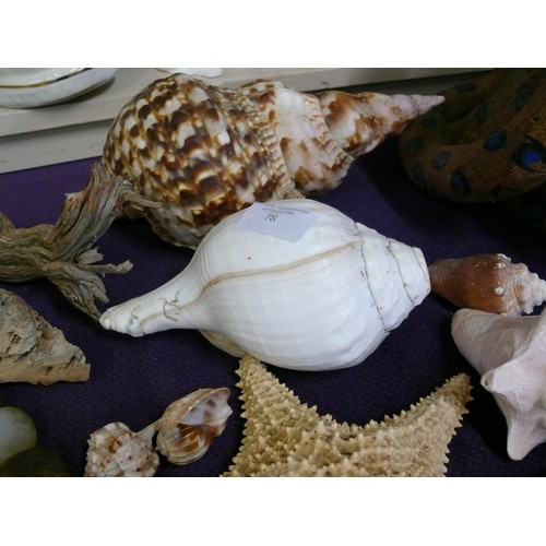 78 - LARGE TRITON SHELL HORN, CONCH SHELL, STAR FISH,  AND OYHERS PLUS SELECTION OF POLISHED PEBBLES