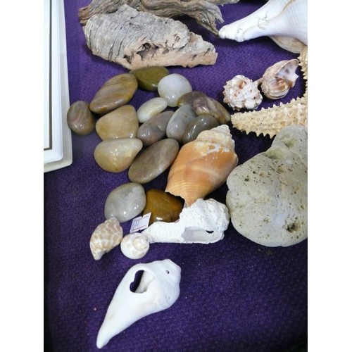 78 - LARGE TRITON SHELL HORN, CONCH SHELL, STAR FISH,  AND OYHERS PLUS SELECTION OF POLISHED PEBBLES