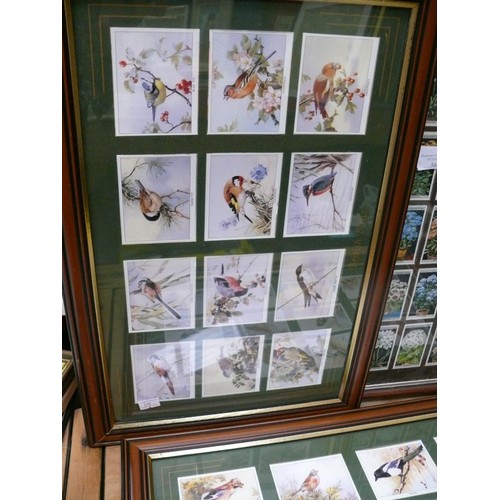 367 - 3 X CIGARETTE AND TEA CARD COLECTIONS IN FRAMES. BIRDS OF BRITAIN & FLOWER CULTURE IN POTS.