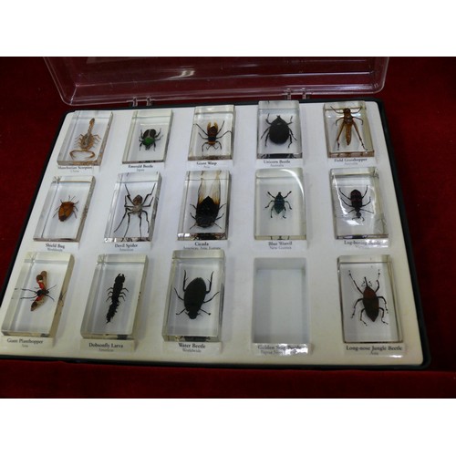 63 - 14 REAL INSECT RESIN BLOCKS IN DISPLAY CASE