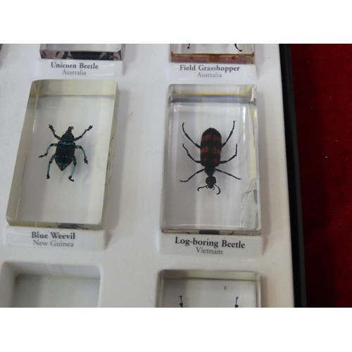 63 - 14 REAL INSECT RESIN BLOCKS IN DISPLAY CASE