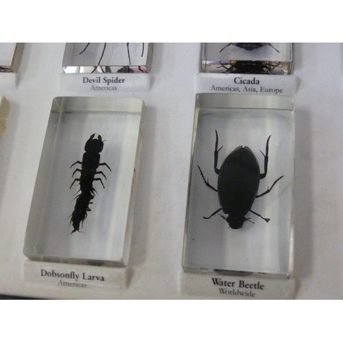 63 - 14 REAL INSECT RESIN BLOCKS IN DISPLAY CASE