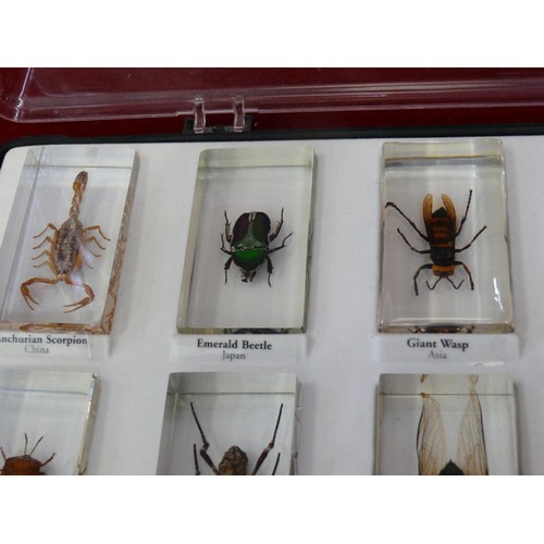 63 - 14 REAL INSECT RESIN BLOCKS IN DISPLAY CASE