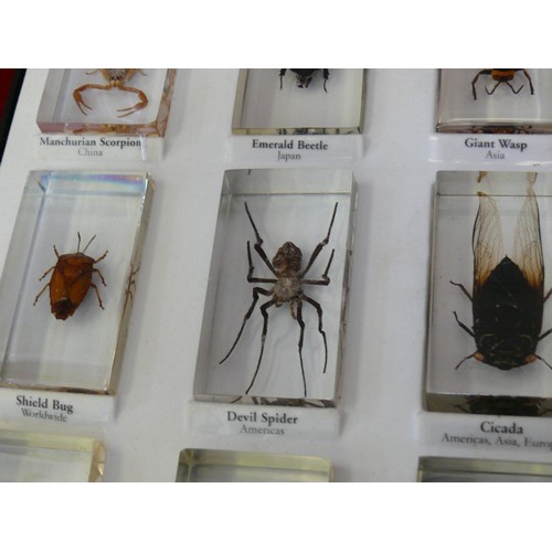 63 - 14 REAL INSECT RESIN BLOCKS IN DISPLAY CASE