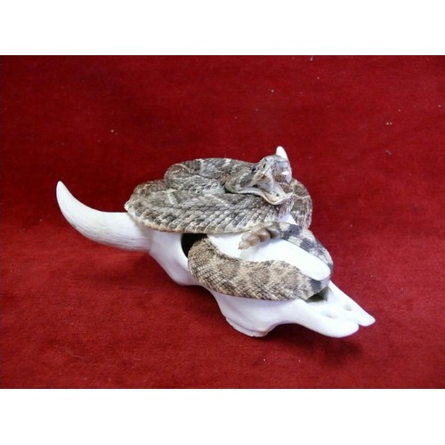 50 - A GENUINE DIAMOND BACK RATTLE SNAKE  SHOWING FANGS.  TAXIDERMY AROUND A MODELLED BULLS SKULL