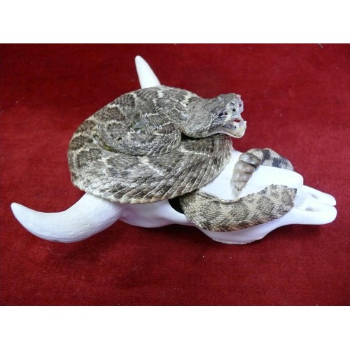 50 - A GENUINE DIAMOND BACK RATTLE SNAKE  SHOWING FANGS.  TAXIDERMY AROUND A MODELLED BULLS SKULL