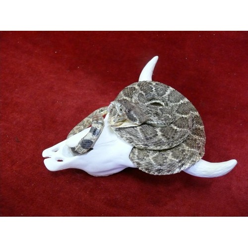 50 - A GENUINE DIAMOND BACK RATTLE SNAKE  SHOWING FANGS.  TAXIDERMY AROUND A MODELLED BULLS SKULL