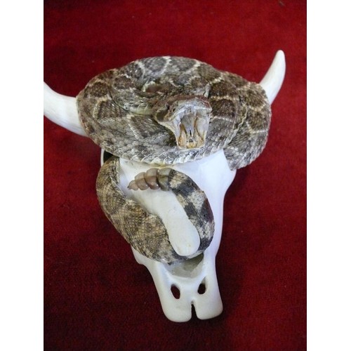 50 - A GENUINE DIAMOND BACK RATTLE SNAKE  SHOWING FANGS.  TAXIDERMY AROUND A MODELLED BULLS SKULL