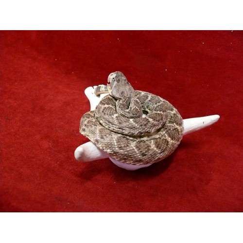 50 - A GENUINE DIAMOND BACK RATTLE SNAKE  SHOWING FANGS.  TAXIDERMY AROUND A MODELLED BULLS SKULL