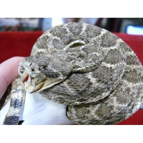 50 - A GENUINE DIAMOND BACK RATTLE SNAKE  SHOWING FANGS.  TAXIDERMY AROUND A MODELLED BULLS SKULL