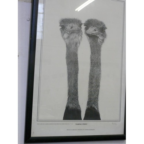 105 - A LIMITED EDITION OSTRICH PRINT 348 OF 850 BY ANDREW ROBINSON