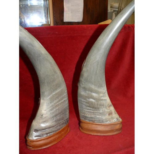 77 - WATER  BUFFALO HORNS HAND CARVED AND PAINTED, VINTAGE