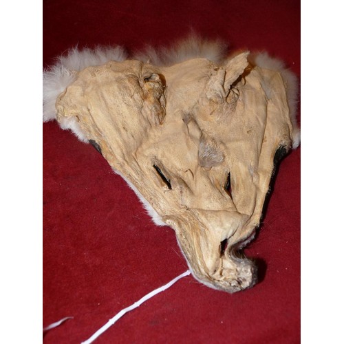 111 - NATIVE AMERICAN FUR SKIN HEAD DRESS AND RACCOON TAIL