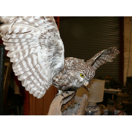 310 - Taxidermy little owl with spread wings, mounted on a branch.