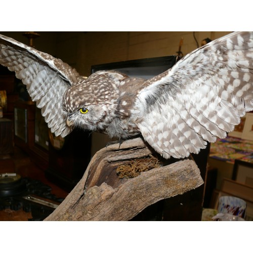 310 - Taxidermy little owl with spread wings, mounted on a branch.