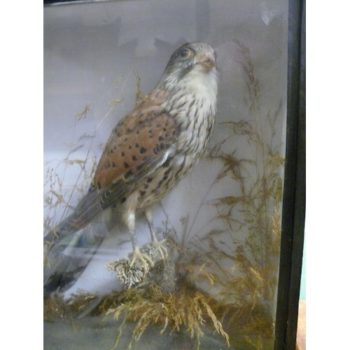 311 - Cased taxidermy of a Kestrel.