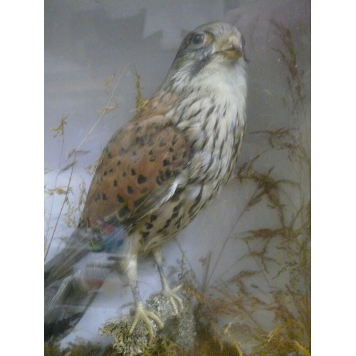 311 - Cased taxidermy of a Kestrel.