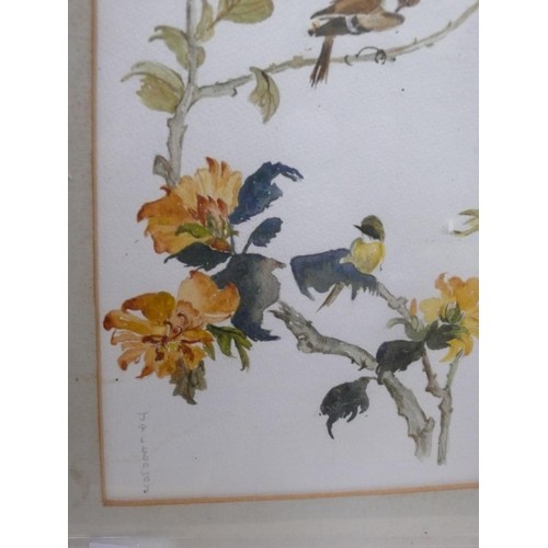 514 - Original 20thC watercolour of small birds on branches. Signed J. Pittaway. Framed and glazed 48cm x ... 