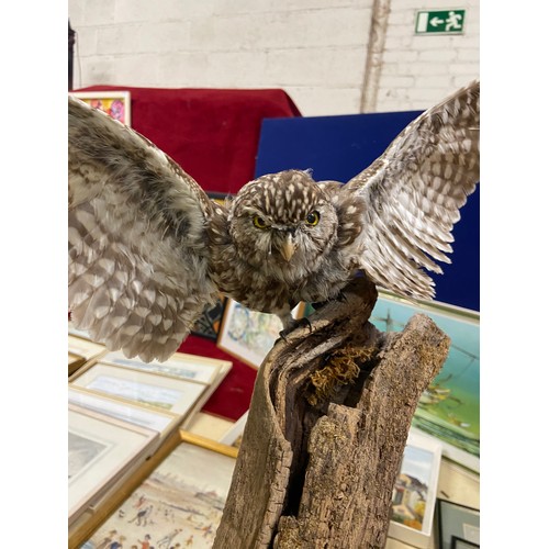 310 - Taxidermy little owl with spread wings, mounted on a branch.