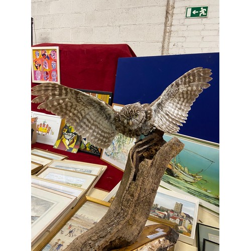 310 - Taxidermy little owl with spread wings, mounted on a branch.