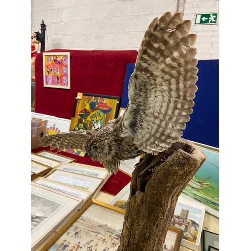 310 - Taxidermy little owl with spread wings, mounted on a branch.