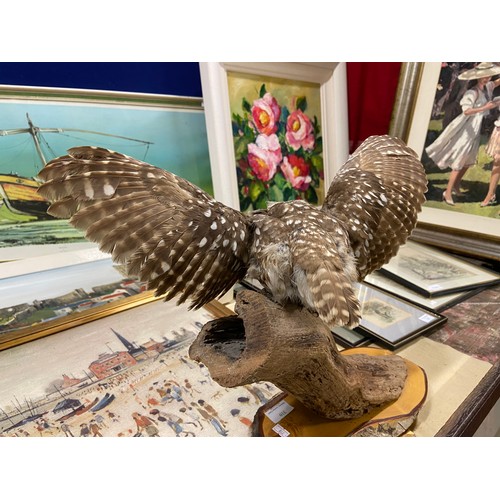 310 - Taxidermy little owl with spread wings, mounted on a branch.