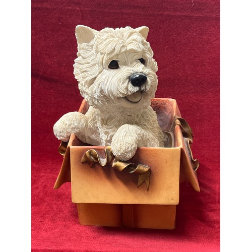 76 - LARGE FIGURE OF A WESTIE DOG CLIMBING OUT OF GIFT BOX