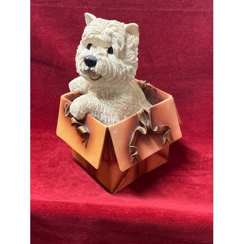 76 - LARGE FIGURE OF A WESTIE DOG CLIMBING OUT OF GIFT BOX