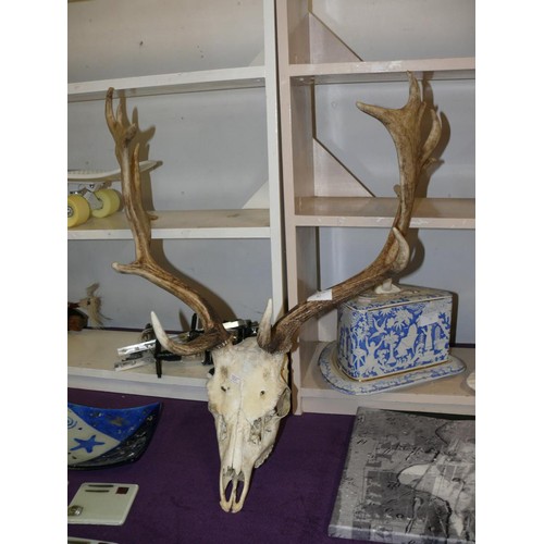 62 - DEER SKULL AND ANTLERS