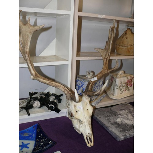 62 - DEER SKULL AND ANTLERS