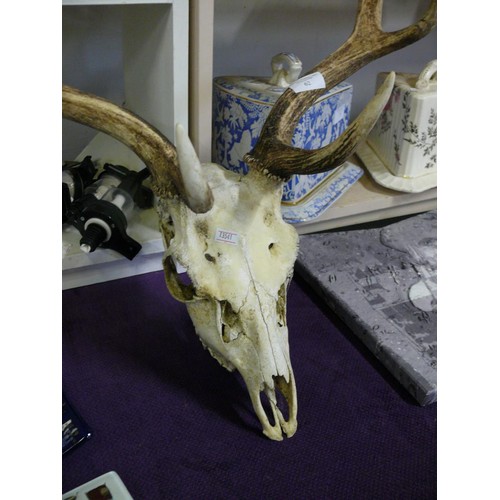 62 - DEER SKULL AND ANTLERS