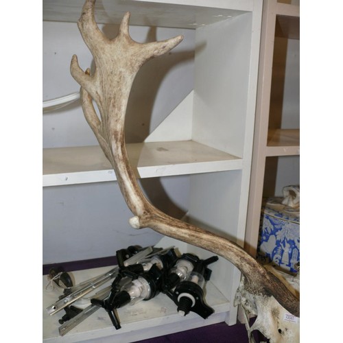 62 - DEER SKULL AND ANTLERS