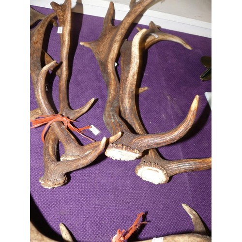 63 - 4 PAIRS OF ANTLERS