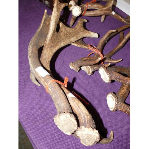 63 - 4 PAIRS OF ANTLERS