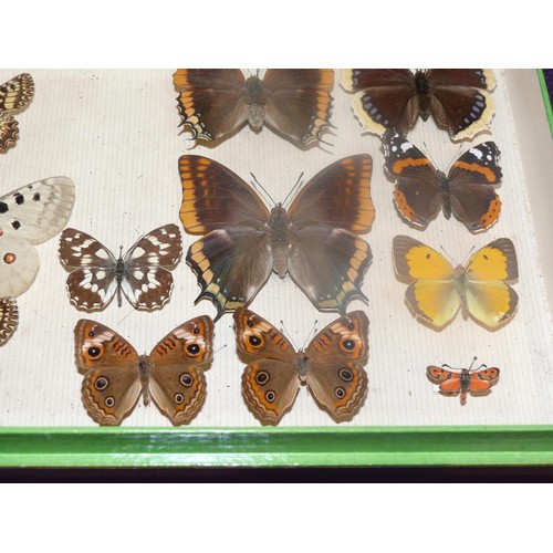 64 - ENTOMOLOGY BOX OF BUTTERFLY SPECIMENS