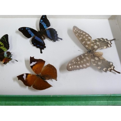 65 - ENTOMOLOGY GLAZED CASE OF BUTTERFLY SPECIMENS