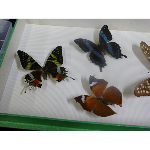 65 - ENTOMOLOGY GLAZED CASE OF BUTTERFLY SPECIMENS