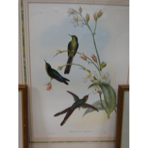 395 - 5 GOOD QUALITY FRAMED PRINTS TO INCLUDE A PAIR DEPICTING HUMMINGBIRDS, LIMITED EDITION 50/75 WALSHAM... 